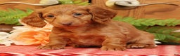 Miniature Dachshund dogs for sale: Darvin - Ad 2