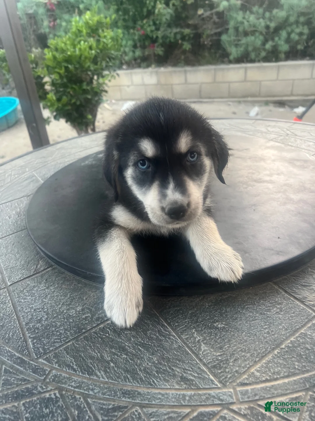 Goberian dogs for sale: Goberian Puppy 1 (Red) - Ad 2
