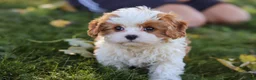 Cavapoo dogs for sale: Alice - Ad 10