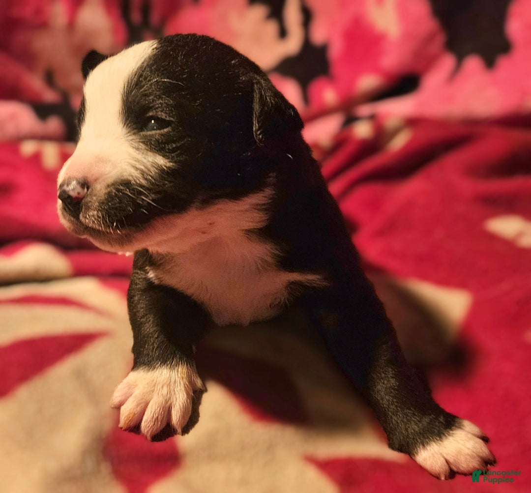 Border Collie dogs for sale: Earl - Ad 4