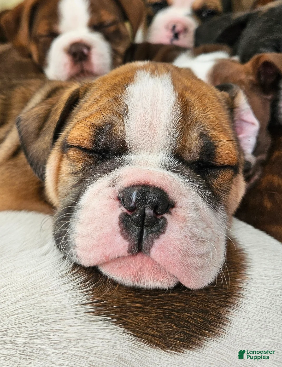 Olde English Bulldogge dogs for sale: Provolone MALE - Ad 1