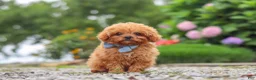Cavapoo dogs for sale: Luca - Ad 7