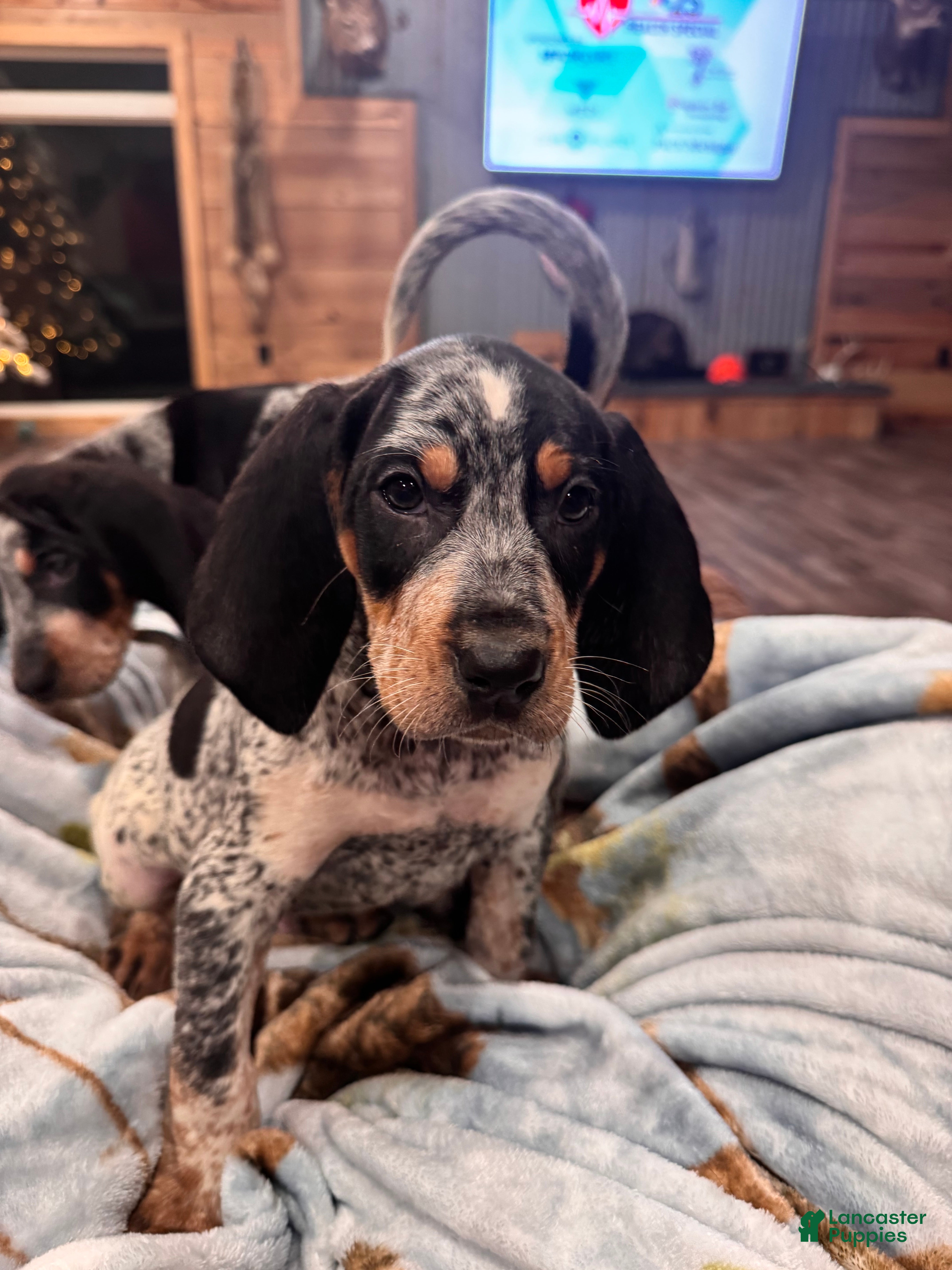 Coonhound dogs Stone  - Ad 1