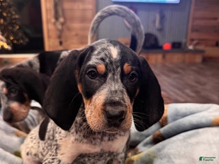 Coonhound dogs for sale: Stone - Ad 1