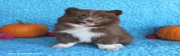 Pomsky dogs for sale: Ranger - Ad 5