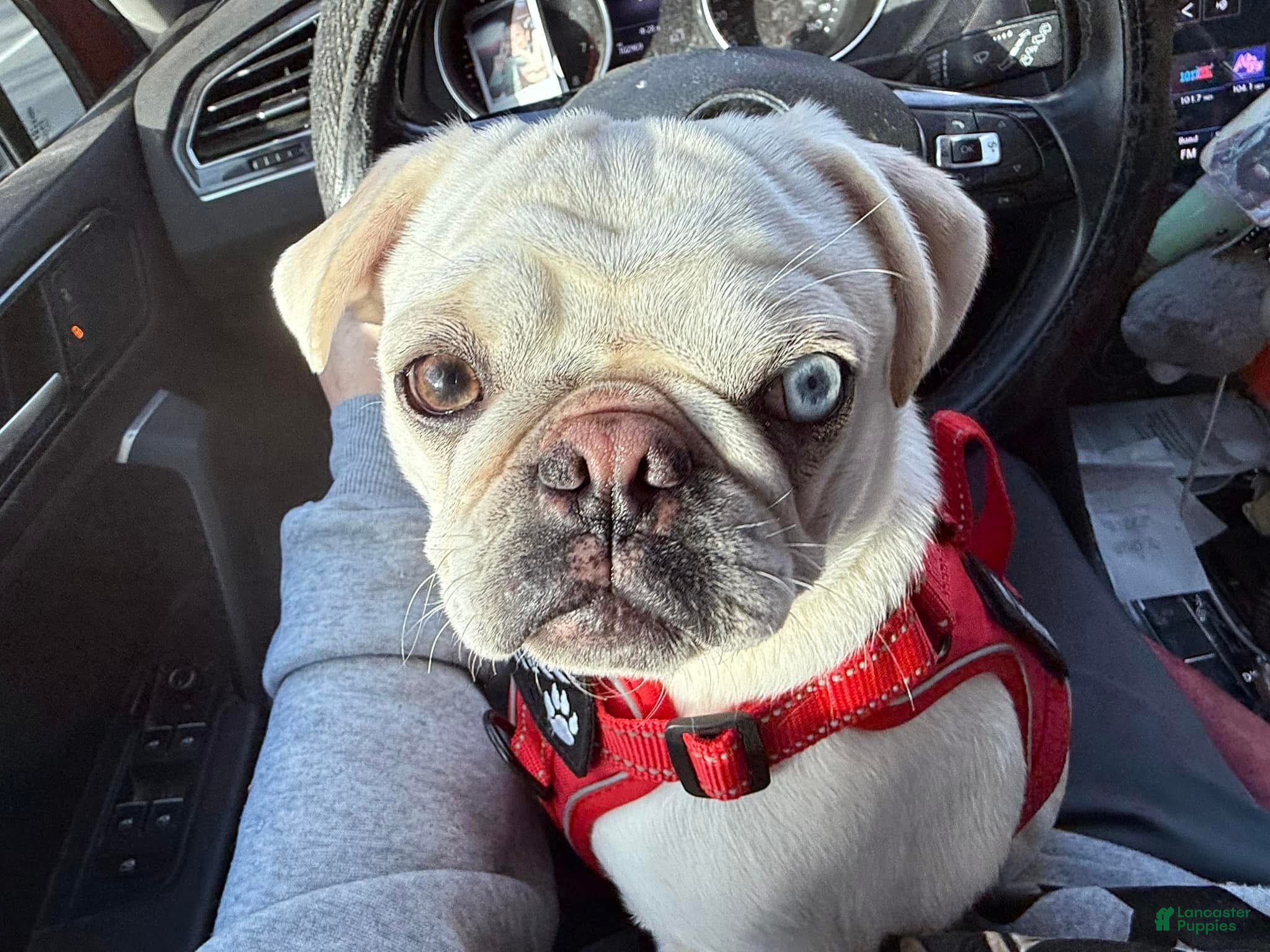 Pug dogs Pug Puppy 1 - Ad 1