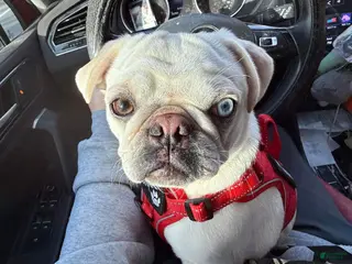 Pug dogs Pug Puppy 1 - Ad 37