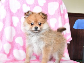 Pomeranian dogs - Ad 41