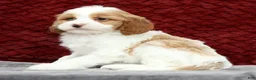 Cavapoo dogs for sale: Stanley - Ad 6