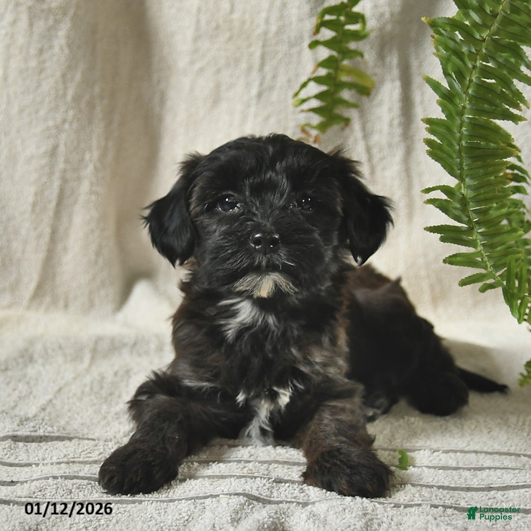 Mixed Breed dogs for sale: Willow  - Ad 1