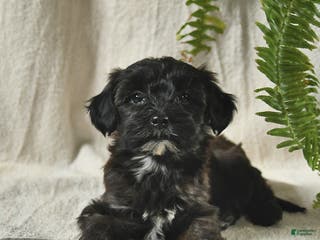 Mixed Breed dogs for sale: Willow - Ad 1