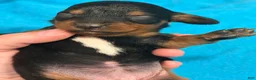 Chiweenie dogs for sale: Chiweenie 3 - Ad 1