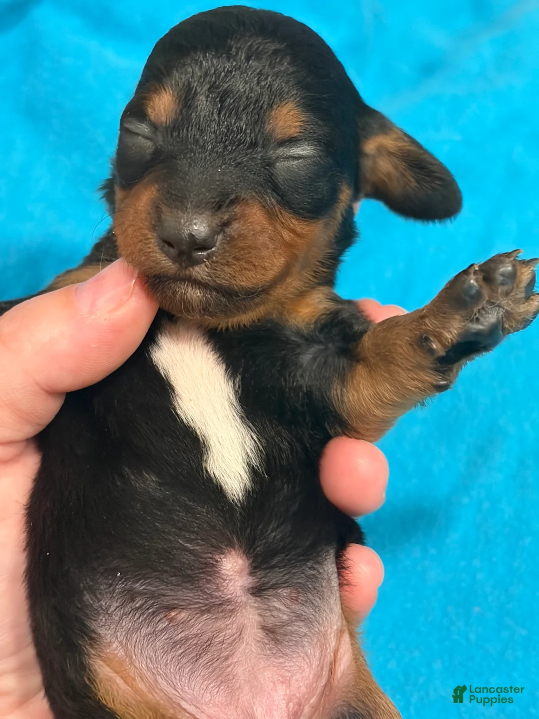 Chiweenie dogs for sale: Chiweenie 3 - Ad 1
