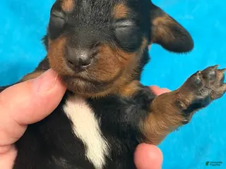 Chiweenie dogs Chiweenie 3 - Ad 10