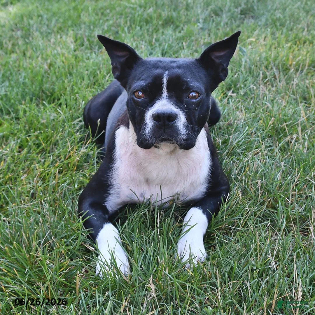 Boston Terrier dogs for sale: Alma Black and White - Ad 4
