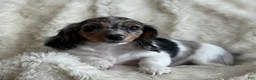 Miniature Dachshund dogs for sale: Tina - Ad 5