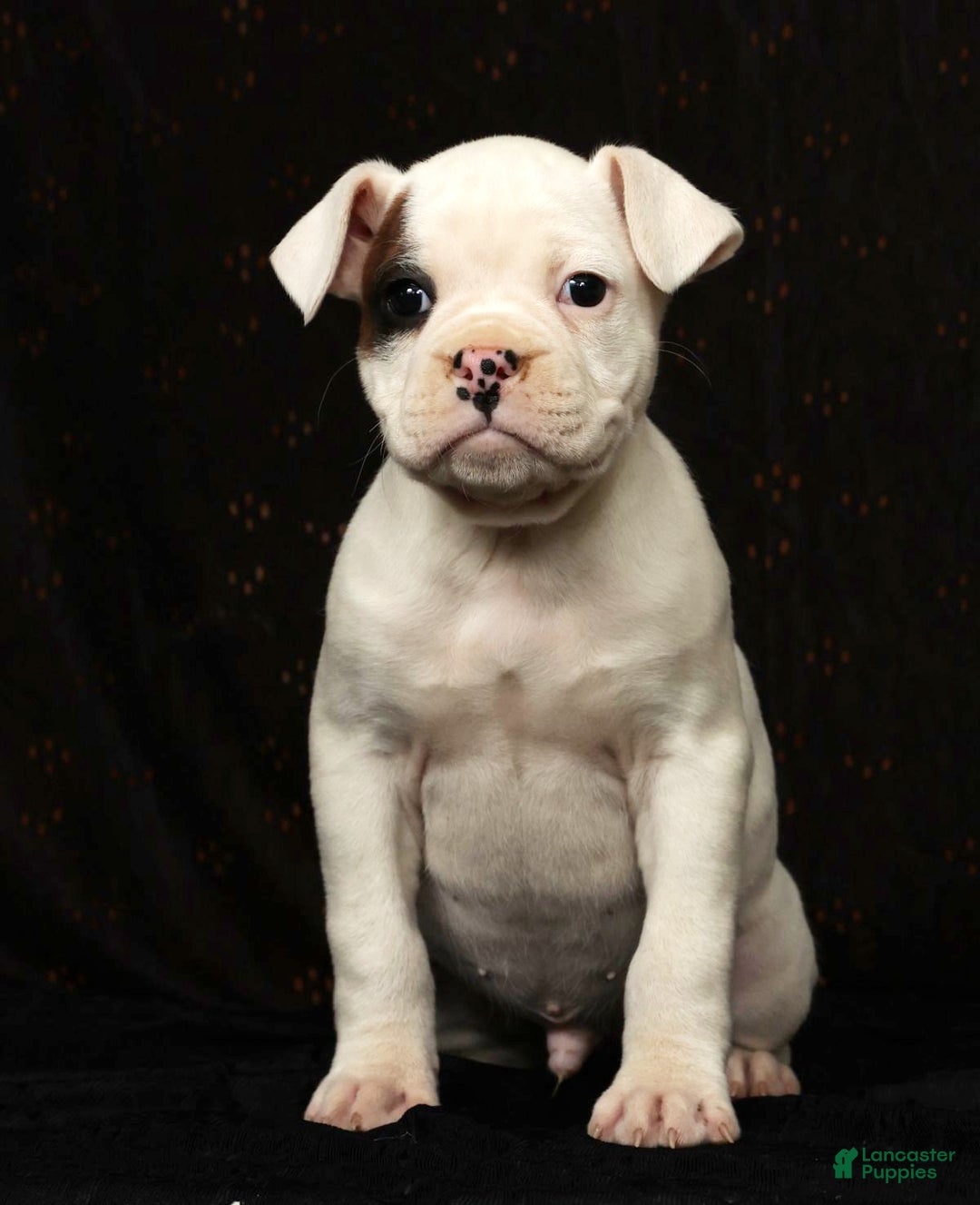 Boxer dogs for sale: Winchester - Ad 2