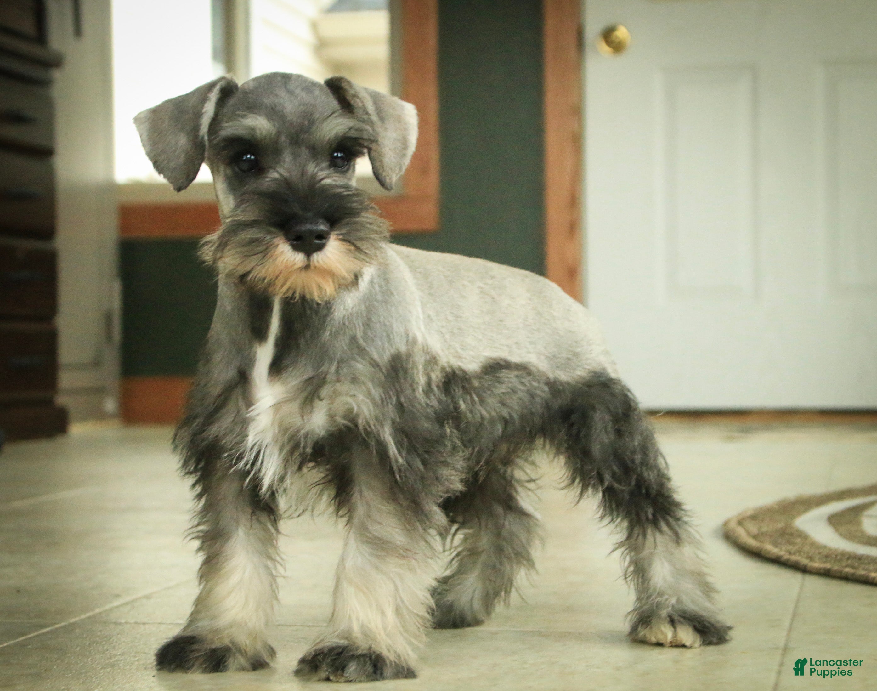 Miniature Schnauzer dogs Quest Miniature Schnauzer  - Ad 1