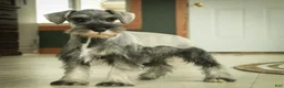 Miniature Schnauzer dogs for sale: Quest Miniature Schnauzer  - Ad 10