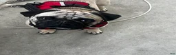 Pug dogs for stud: Rocky the Stud - Ad 5
