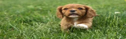 Cavalier King Charles Spaniel dogs for sale: Mocha 🐶✨ - Ad 5