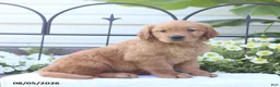 Golden Retriever dogs for sale: Checkers - Ad 1