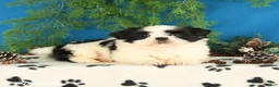 Shih Tzu dogs for sale: Cookie - Ad 4