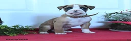 Boxer dogs for sale: Maverick - Ad 1