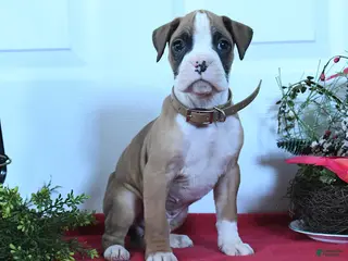 Boxer dogs Maverick - Ad 27