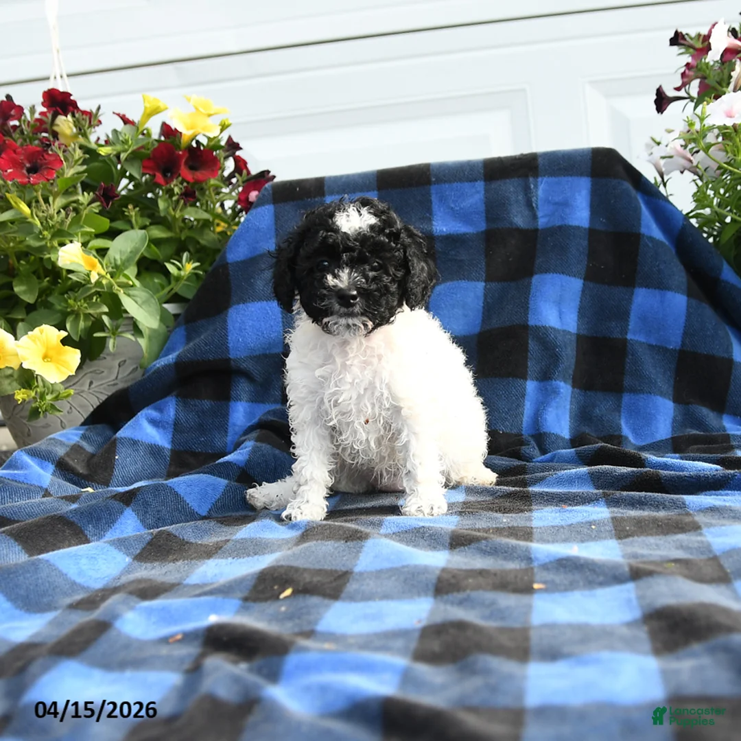 Cavapoo dogs for sale: Lilla - Ad 1