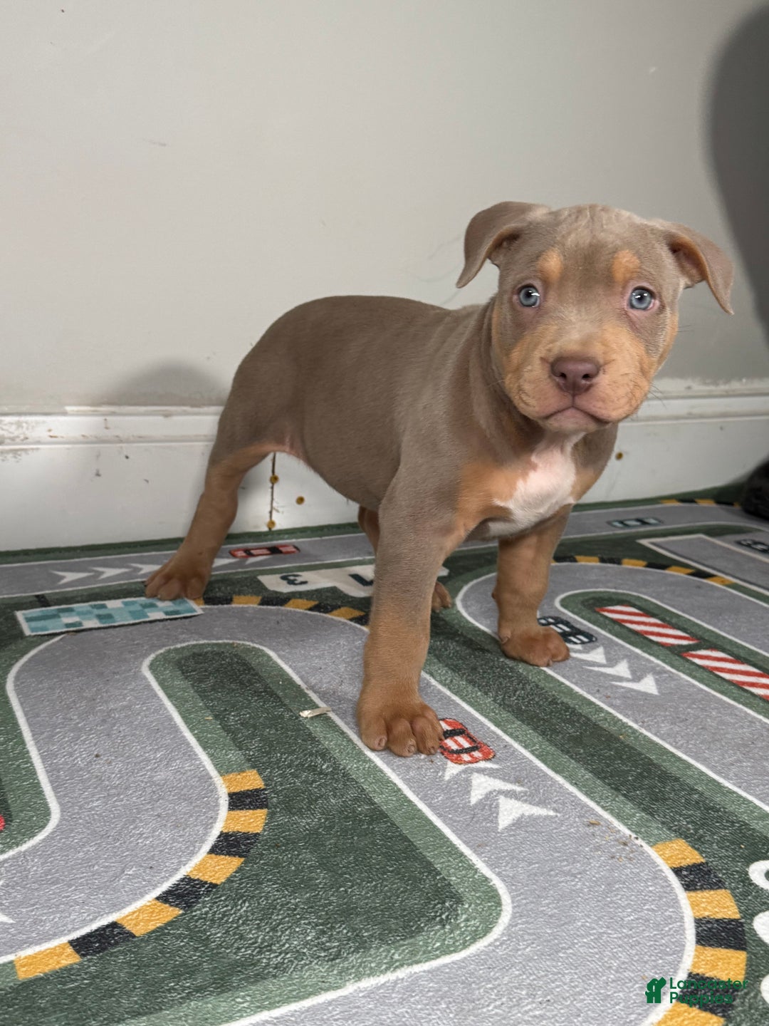 American Bully dogs for sale: King  - Ad 15