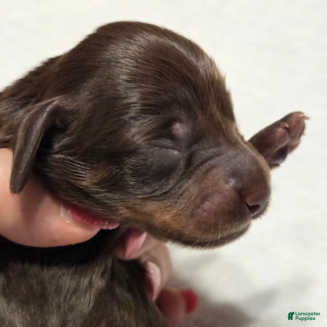 Miniature Dachshund dogs for sale: Miniature Dachshund Solid Puppy 1 - Ad 1