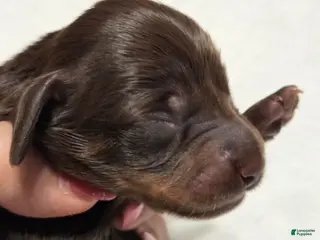 Miniature Dachshund dogs Miniature Dachshund Solid Puppy 1 - Ad 8