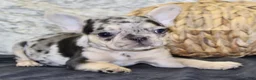 French Bulldog dogs for sale: Luna - Ad 4