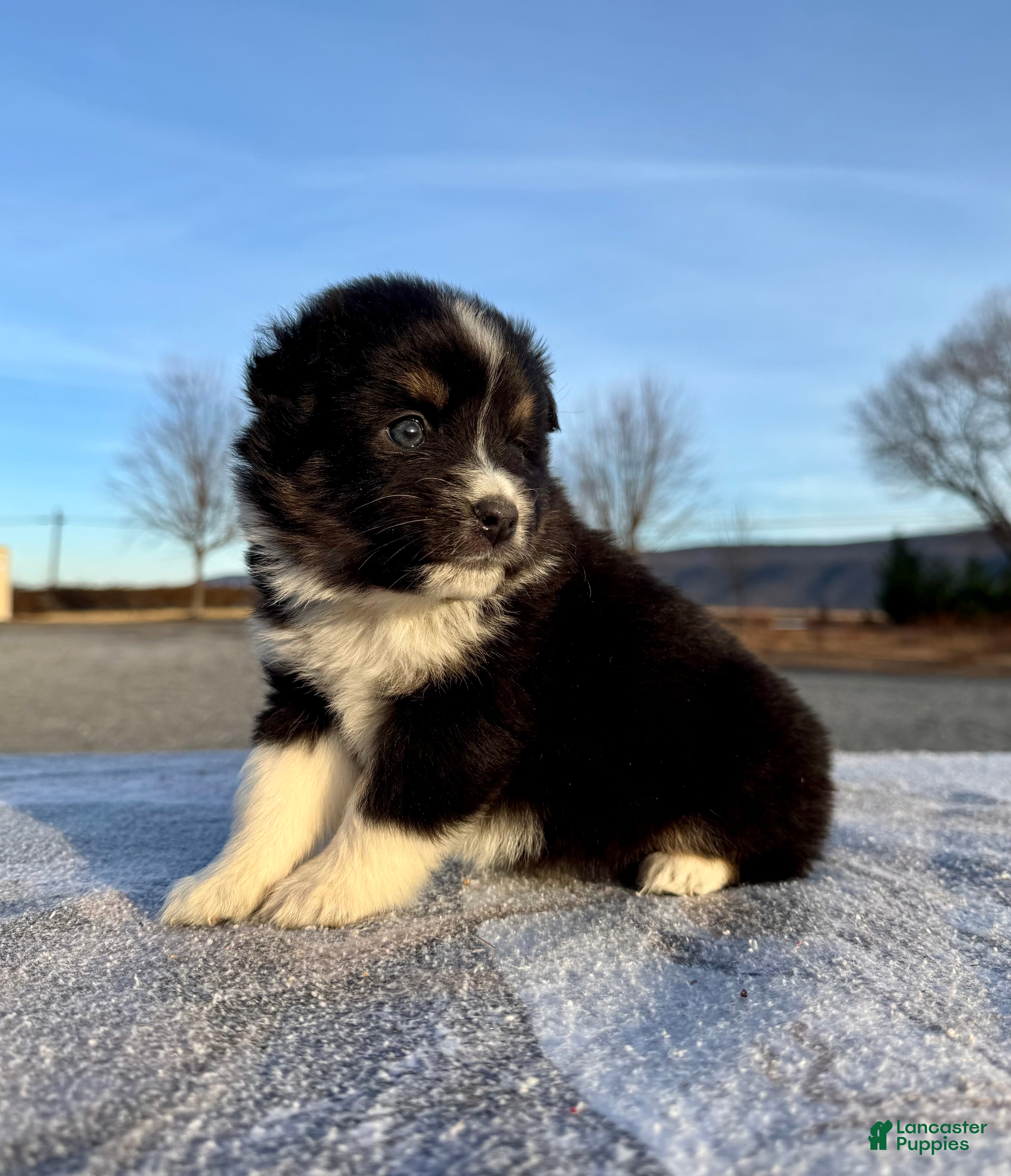 Miniature Australian Shepherd dogs Skye - Ad 33