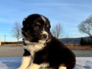 Miniature Australian Shepherd dogs Skye - Ad 33