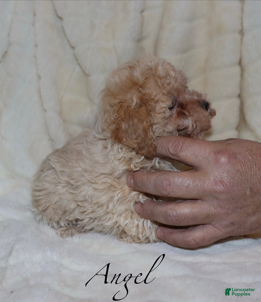 Toy Poodle dogs for sale: Angel - Ad 4