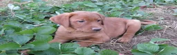Labrador Retriever dogs for sale: Maple (grey collar) - Ad 5