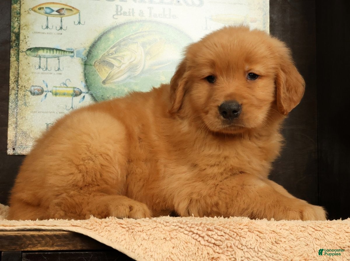 Golden Retriever dogs Dane - Ad 1