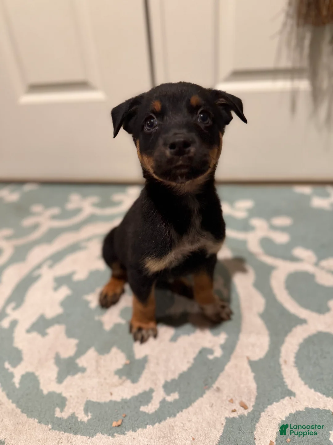 Mixed Breed dogs for sale: boy 6 Odysseus - Ad 2