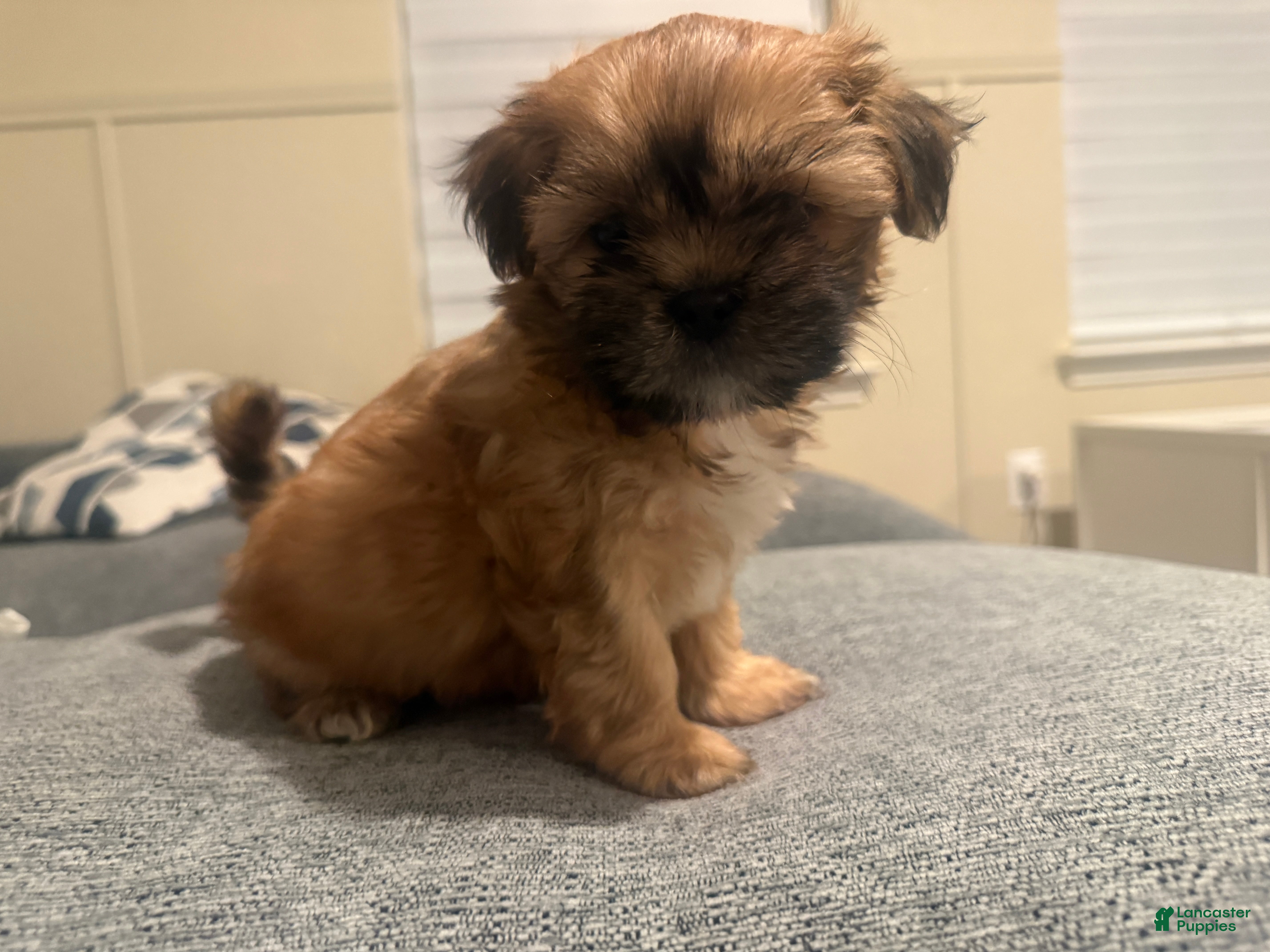 Shih Tzu dogs Shih Tzu Puppy 2 - Ad 2