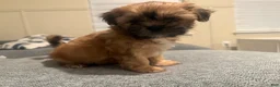Shih Tzu dogs for sale: Shih Tzu Puppy 2 - Ad 2
