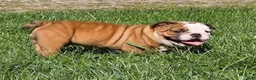 English Bulldog dogs for sale: ASAP - Ad 16