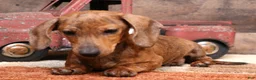 Miniature Dachshund dogs for sale: Benji red brindle smooth male - Ad 11