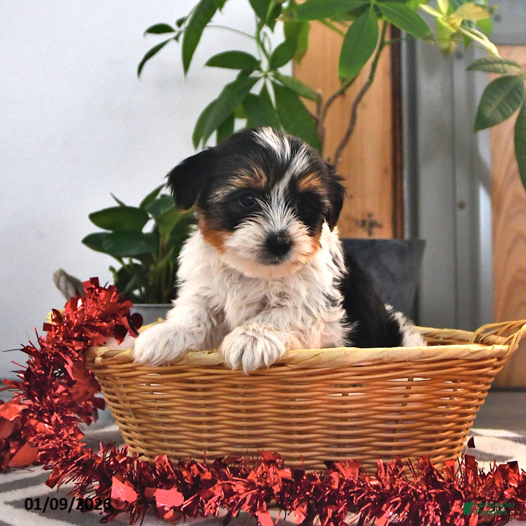 Mixed Breed dogs for sale: Carter - Ad 4