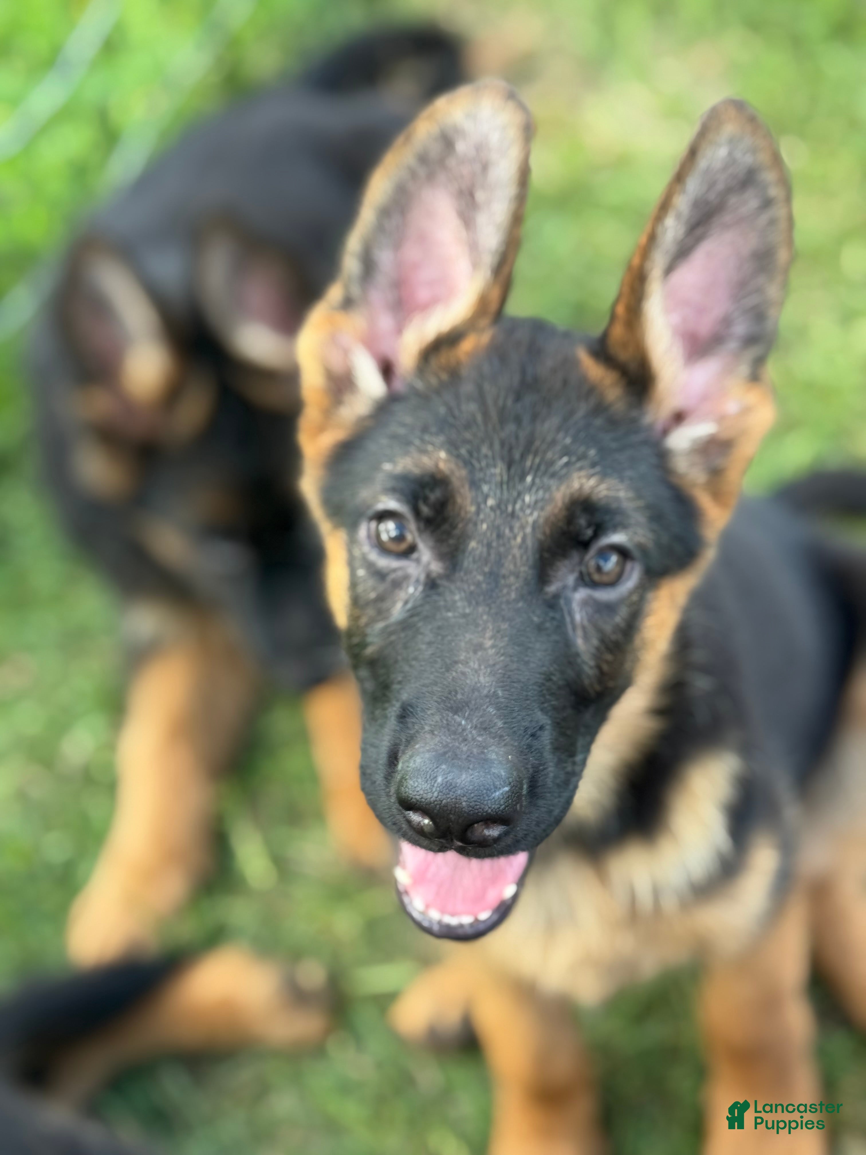 German Shepherd dogs German Shepherd Puppy 1 - Ad 17