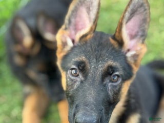 German Shepherd dogs - Ad 26
