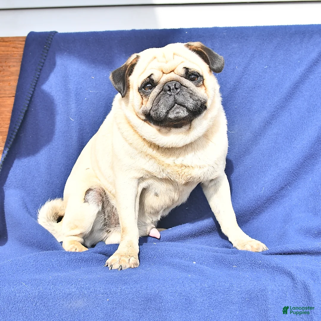 Pug dogs for sale: Blossom - Ad 7