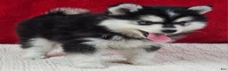 Pomsky dogs for sale: Kona - Ad 2