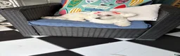 Mixed Breed dogs for sale: Mixed Breed 2 - Ad 5